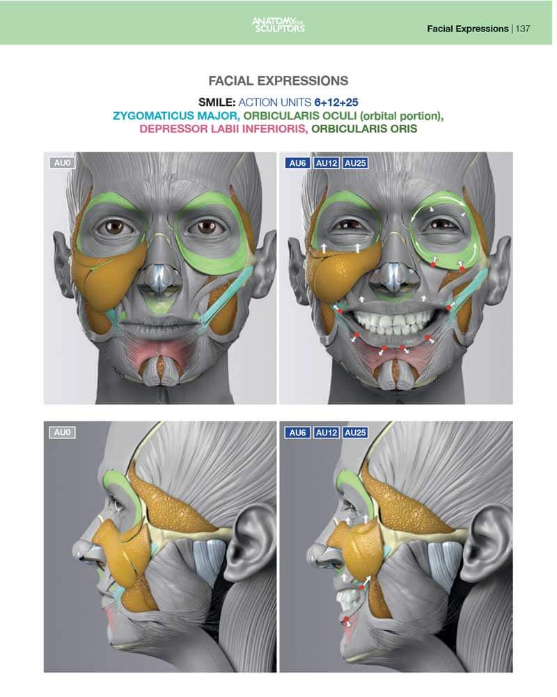 smile face muscle anatomy of facial expressions anatomy for sculptors 123dc424 7041 46bb acb1 091060c96060