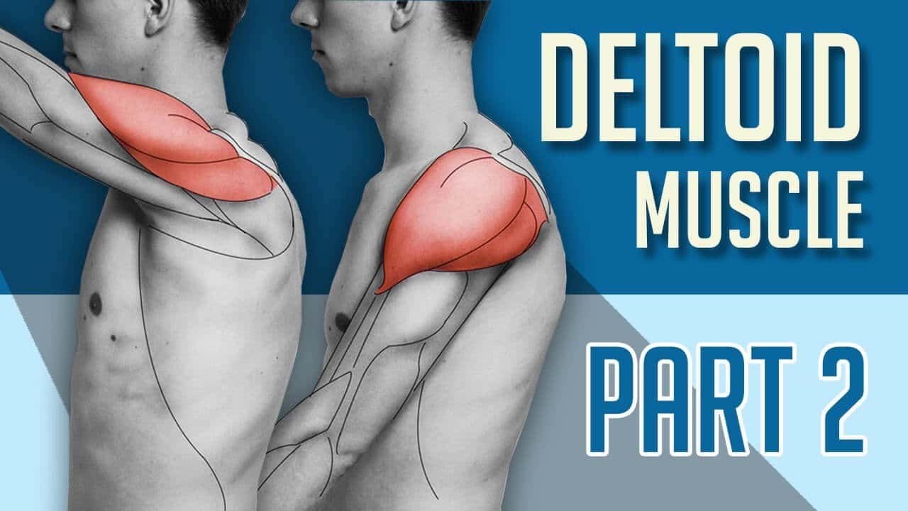 muscle-deltoïde du membre supérieur - ongle du pouce - partie 2