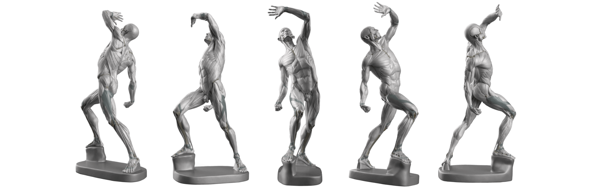 anatomy for sculptors about us visuals