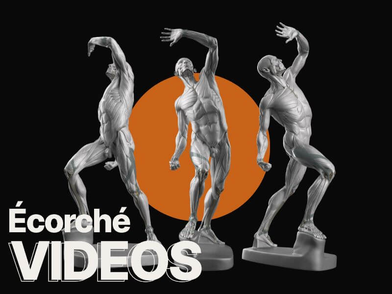 echorce video playlist by anatomy for sculptors – 1 1