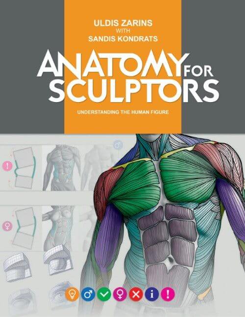 understanding the human figure anatomy for sculptors