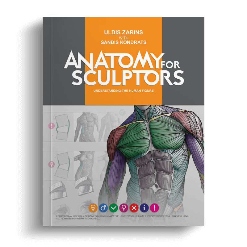 Anatomy For Sculptors Understanding The Human Figure