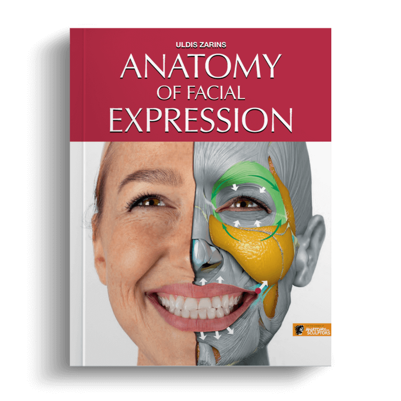 Anatomy of facial expression by Anatomy For Sculptors