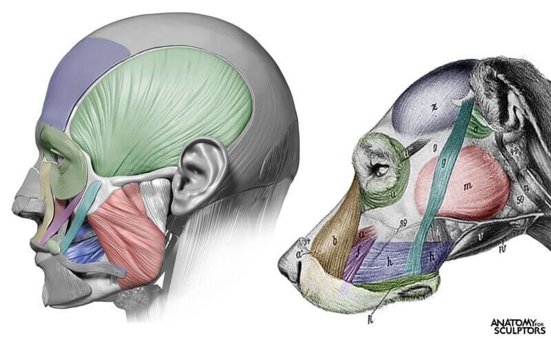 Animal and human facial muscles