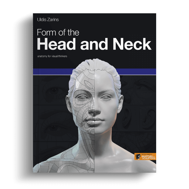 Form of the head and neck Anatomy For Sculptors