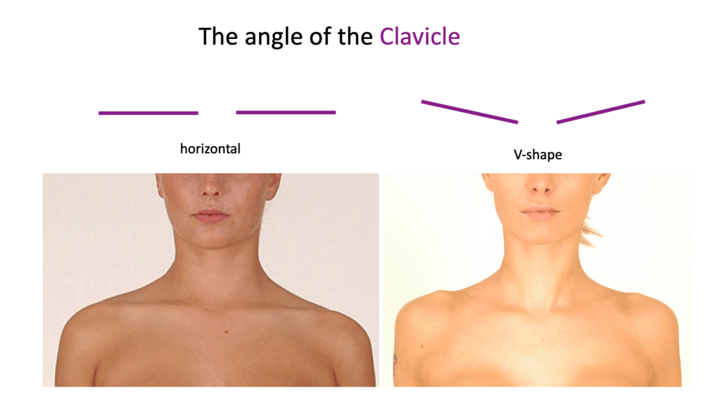 clavicle location and morphology V shape live model anatomy for sculptors