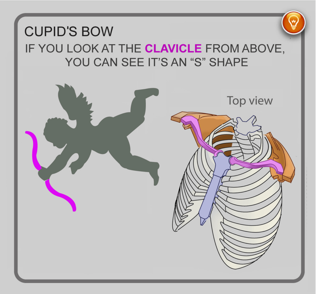 clavicle location and morphology cupids bow anatomy for sculptors