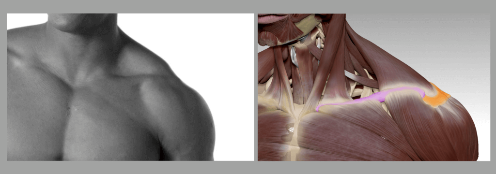 clavicle visibility depending on muscle thickness anatomy for sculptors