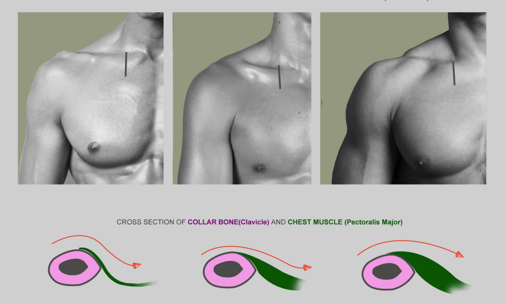 clavicle visibility depending on muscle thickness diagram anatomy for sculptors