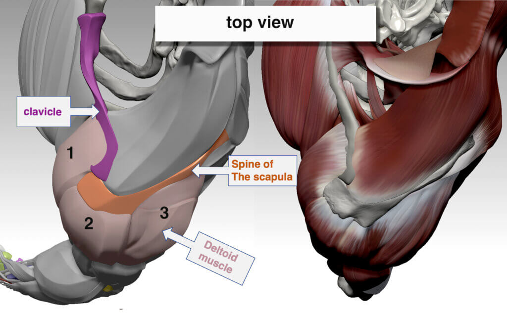 deltoid muscle posterior head anterior head lateral head anatomy for sculptors