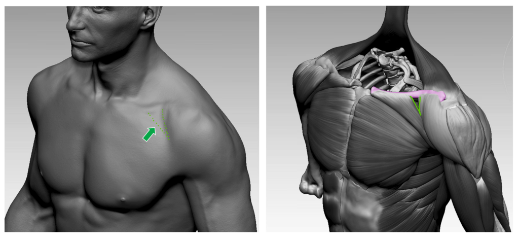 anatomia da clavícula do triângulo deltopeitoral para escultores