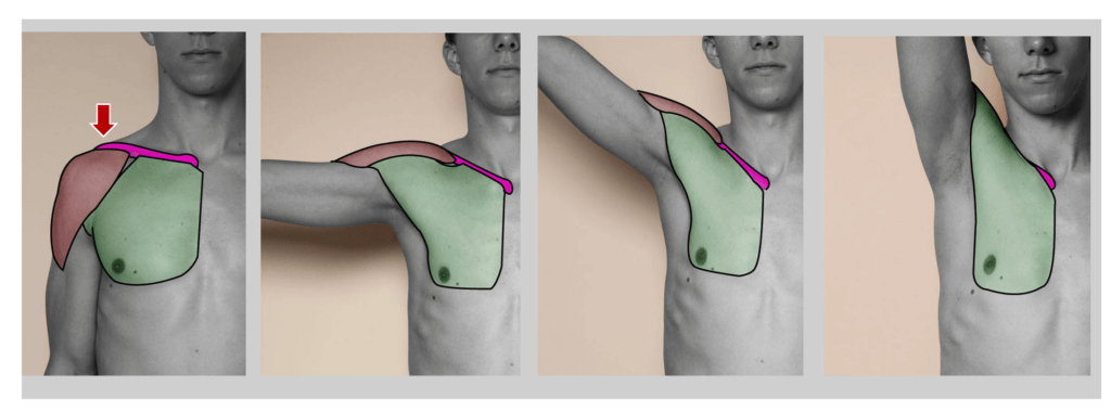 distal end of clavicle not visible arm lifted anatomy for sculptors