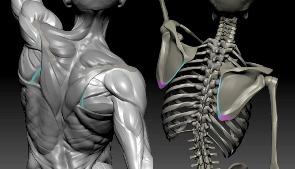 medial border of scapula and inferior angle of scapula anatomy for sculptors
