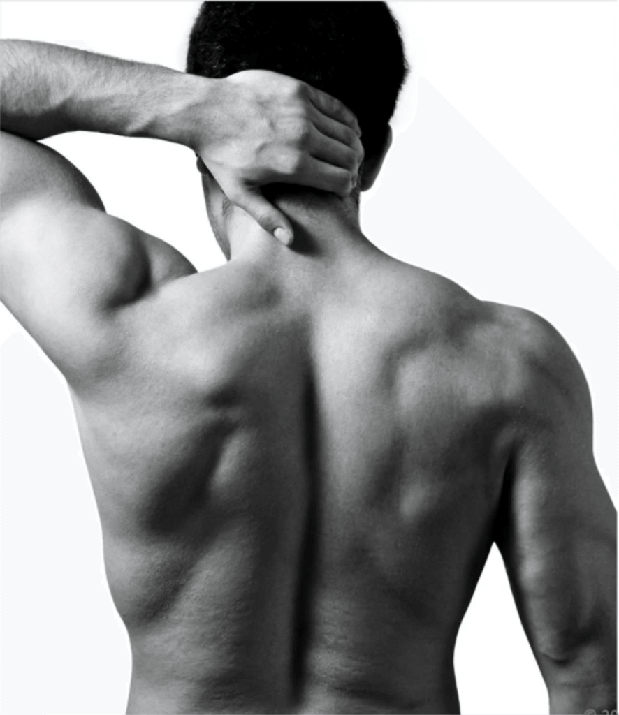 muscular back bony landmarks