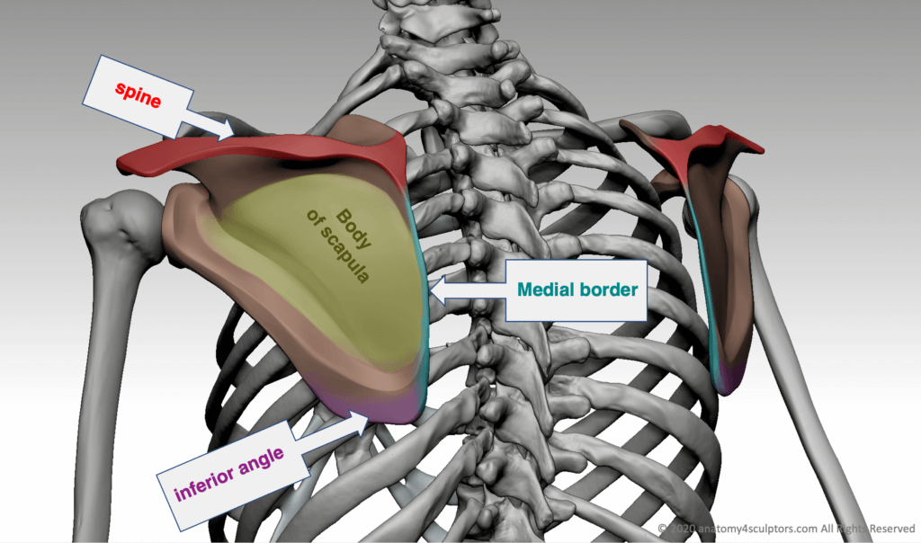 Scapula Bone Structure And Function At Joshua William Blog Scapula Bone Structure And Function At Joshua William Blog