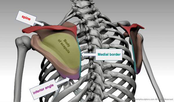 Shoulder bony landmarks | Anatomy For Sculptors