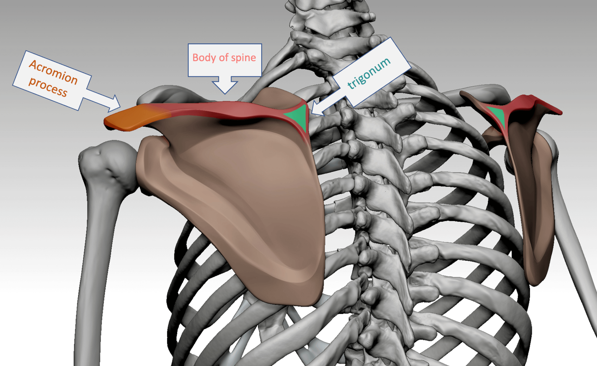 Shoulder bony landmarks Anatomy For Sculptors