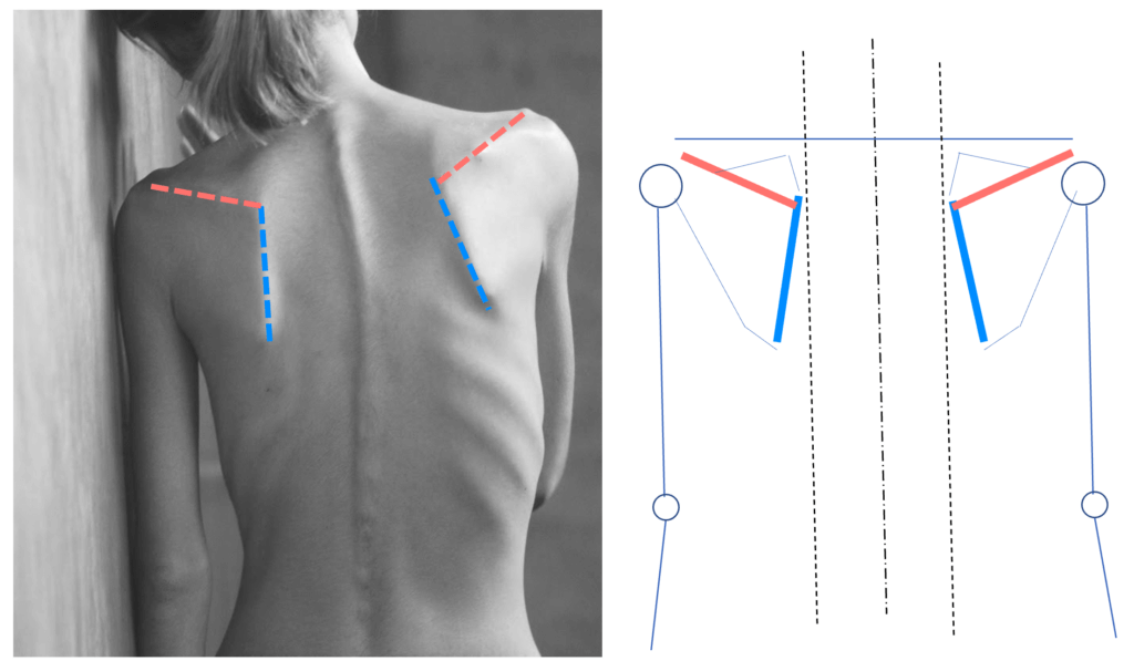 scapula location medial border spine of scapula anatomy for sculptors