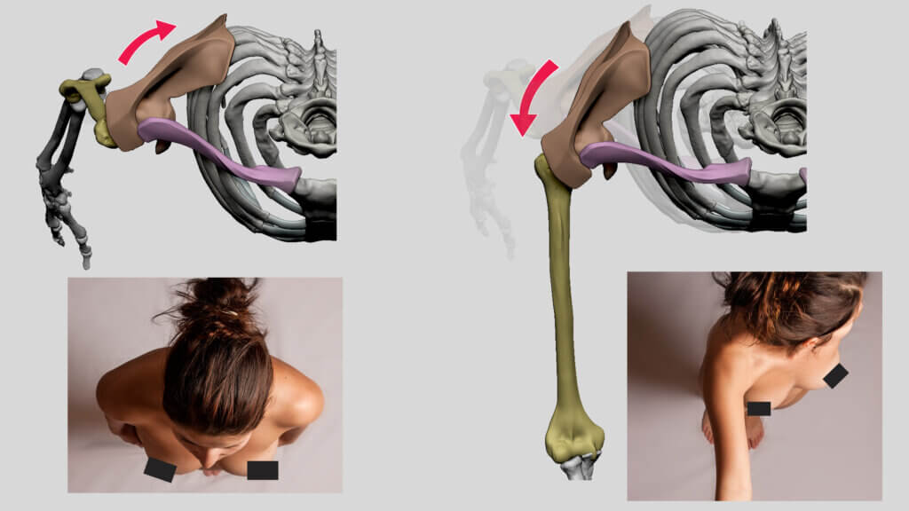 scapula movements scapular protraction scapular retraction anatomy for sculptors
