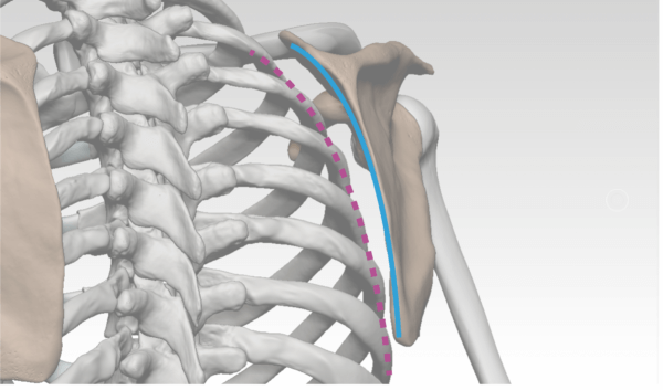 Shoulder bony landmarks | Anatomy For Sculptors