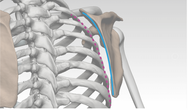 Shoulder bony landmarks | Anatomy For Sculptors