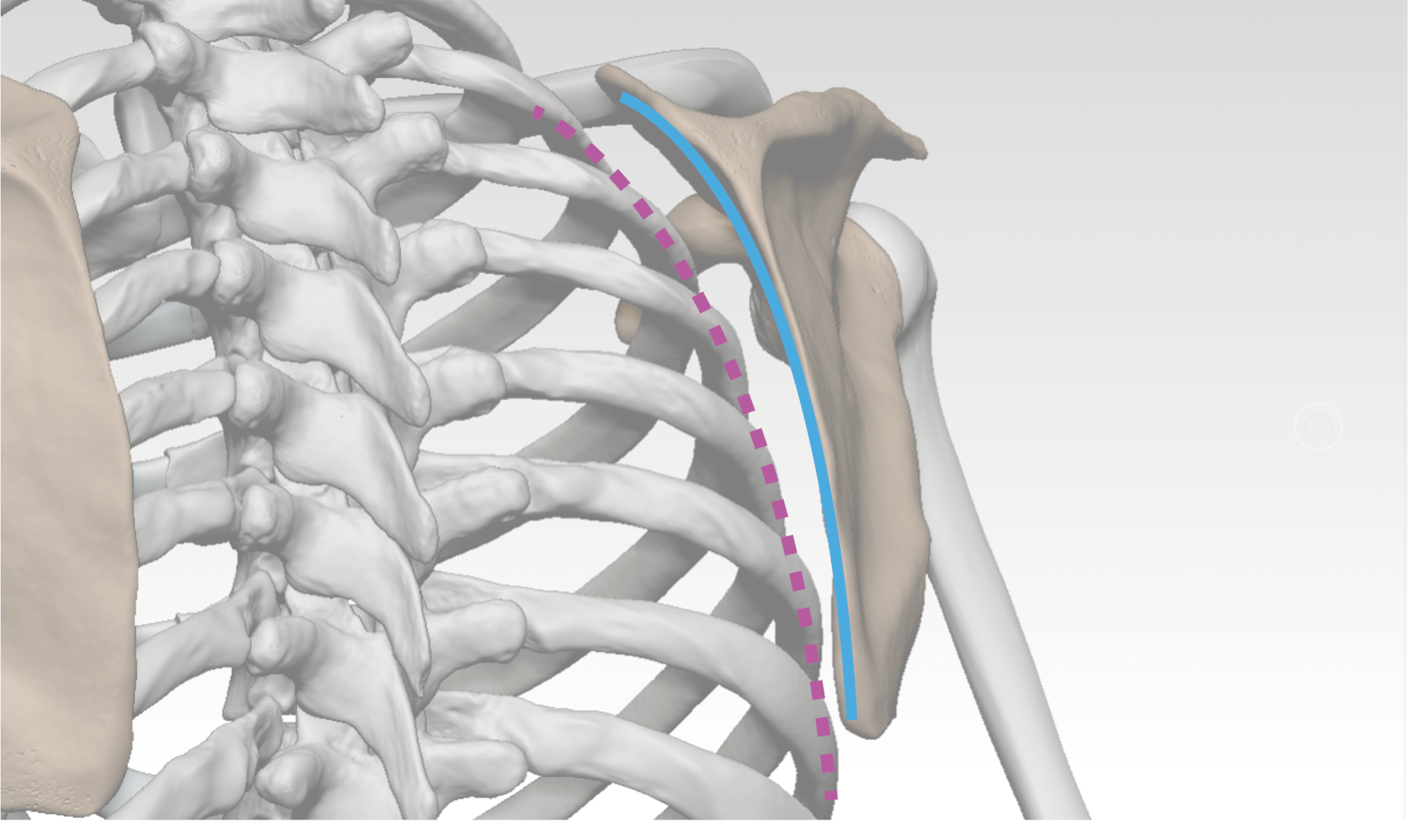 Scapula Protraction