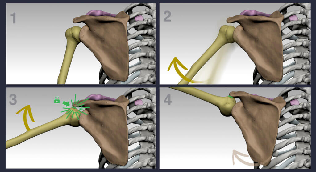 scapula movements scapular rotation anatomy for sculptors
