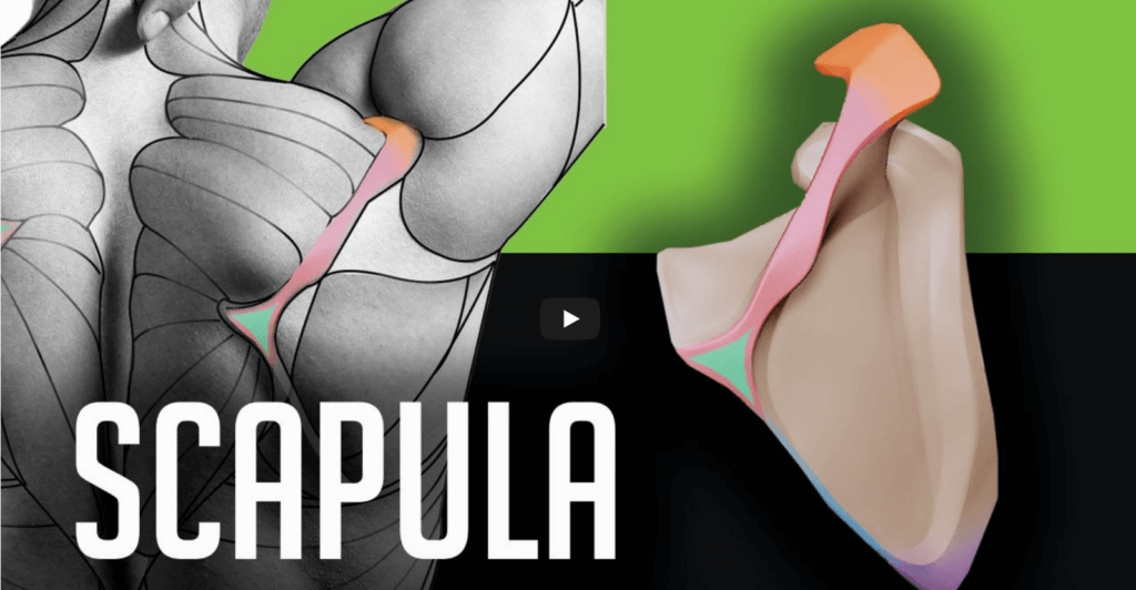 scapula video anatomy for sculptors