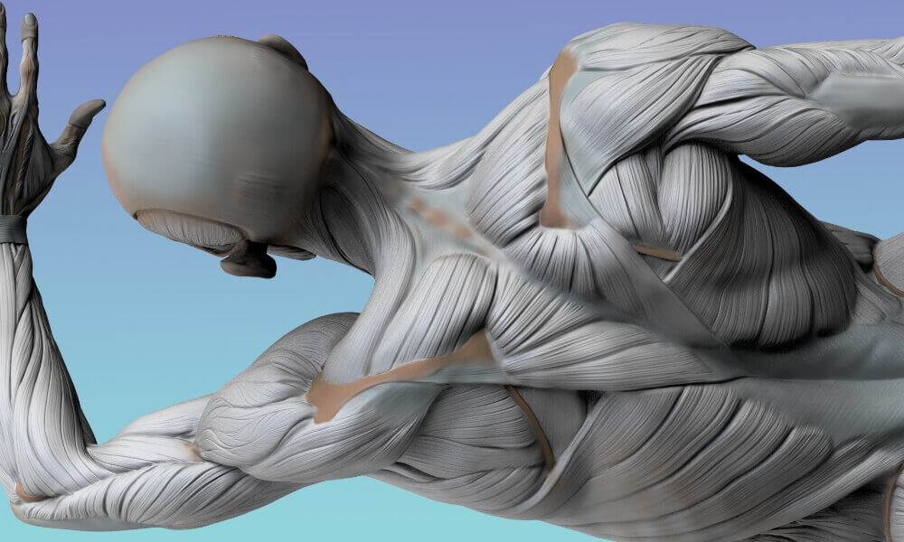 shoulder-bony-landmarks-anatomy-for-sculptors