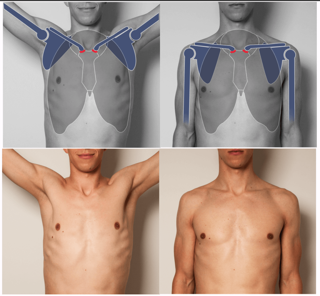 sterno clavicular join sternoclavicular joint anatomy for sculptors