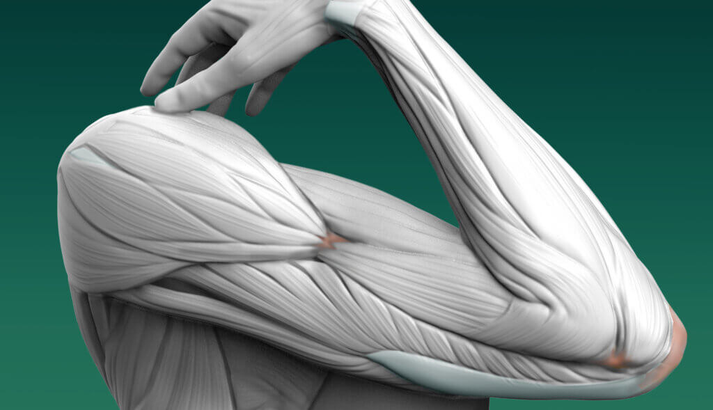 bony landmarks of the arm anatomy for sculptors