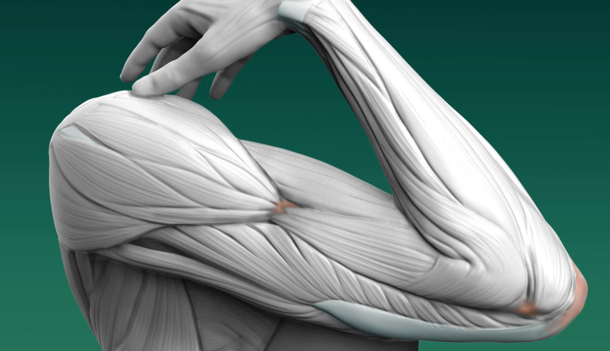 Supination and Pronation of Forearm and Hand Demonstration Anatomy