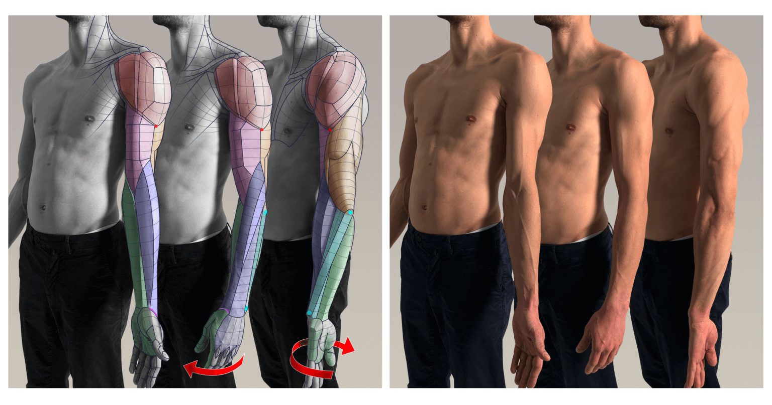 Bony landmarks of the arm | Anatomy For Sculptors