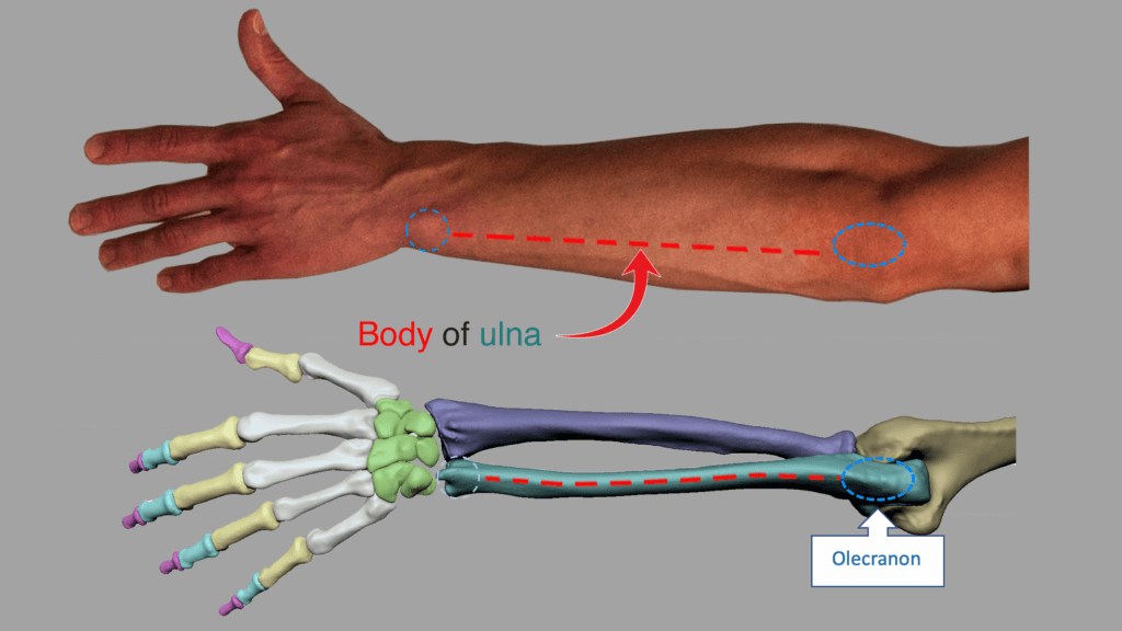 bony landmarks of the ulna olecranon body of ulna distal head anatomy for sculptors