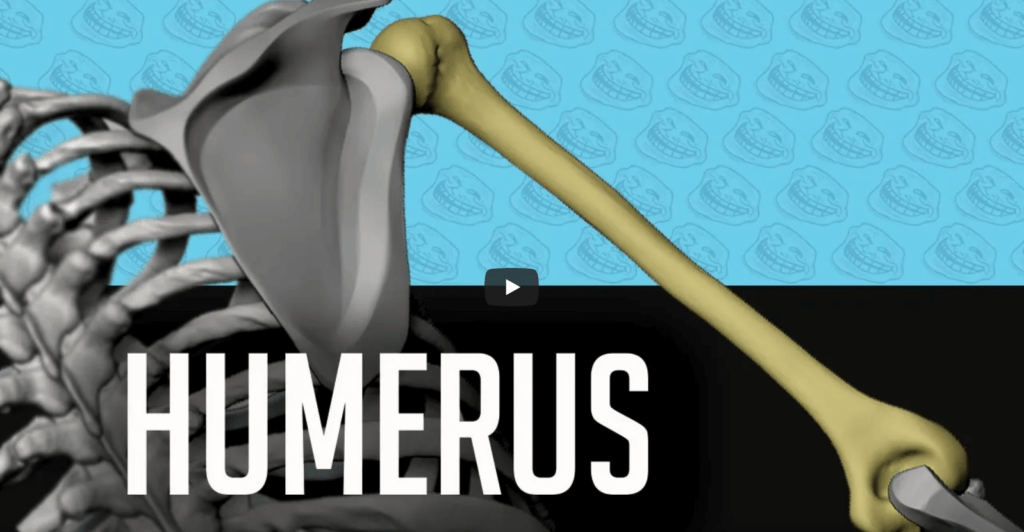 bony landmarks of the upper limb video humerus anatomy for sculptors