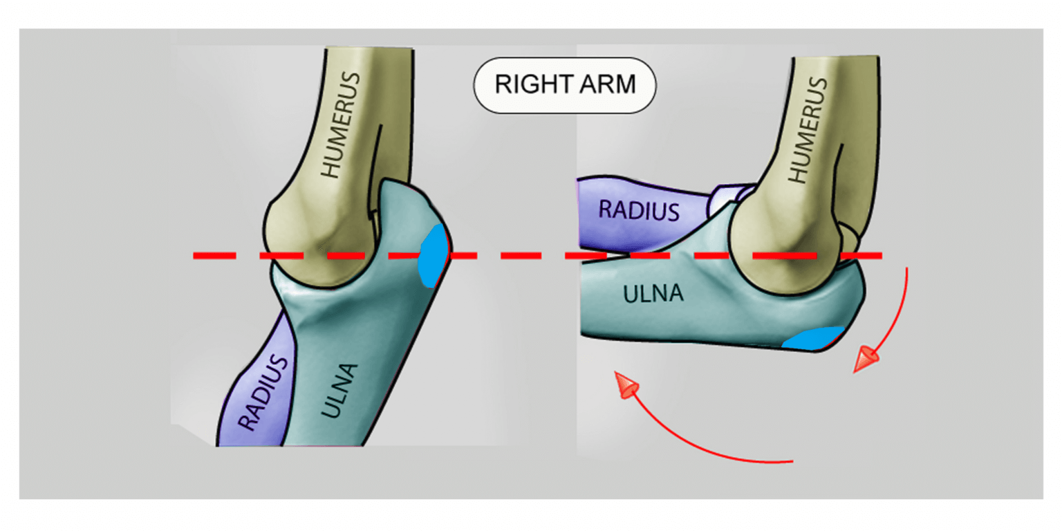 Bony landmarks of the arm Anatomy For Sculptors