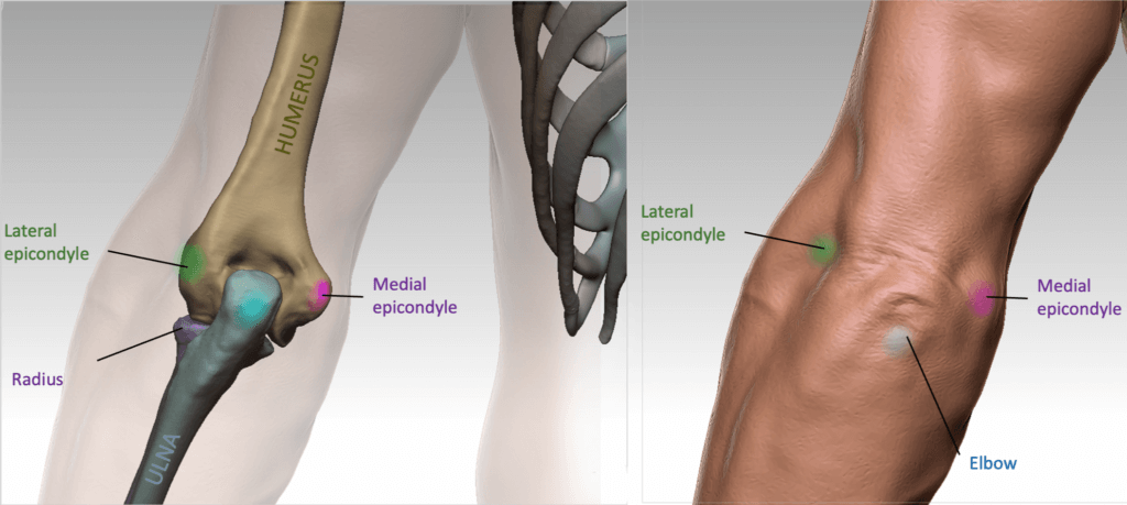 elbow bony landmarks of the arm anatomy for sculptors