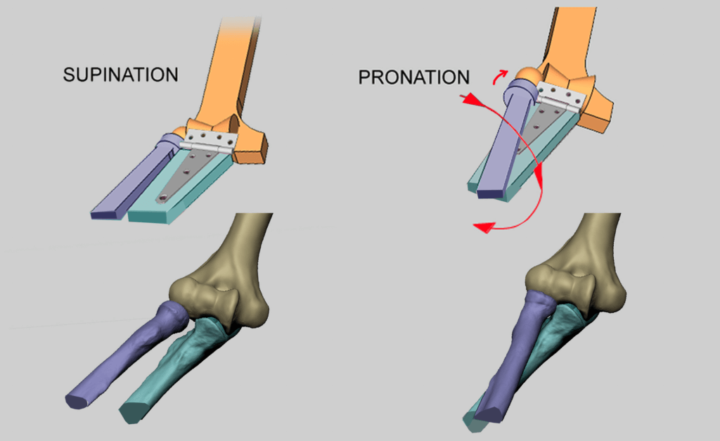 mechanics of pronation and supination at the elbow bony landmarks of the arm anatomy for sculptors
