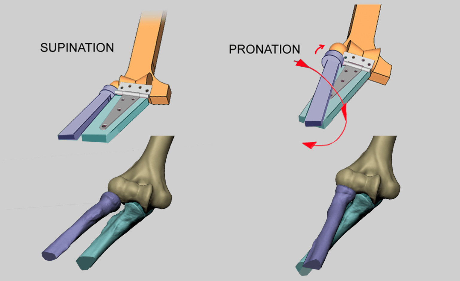 Bony landmarks of the arm | Anatomy For Sculptors