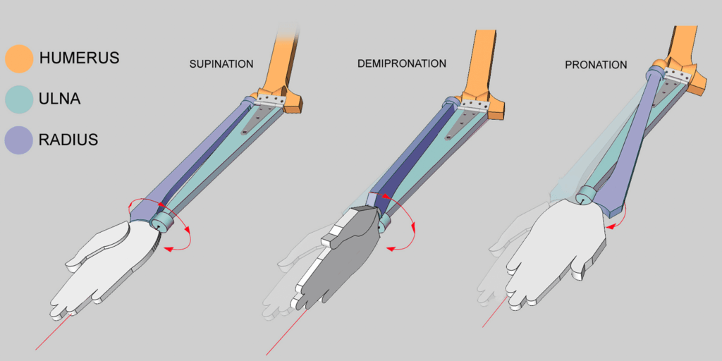 mechanics of pronation and supination bony landmarks of the arm anatomy for sculptors