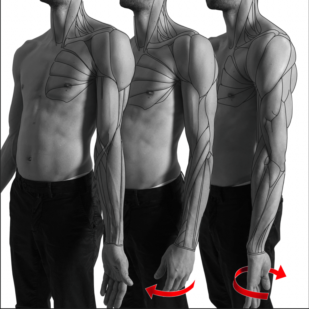 muscles of the arm during pronation bony landmarks of the arm anatomy for sculptors