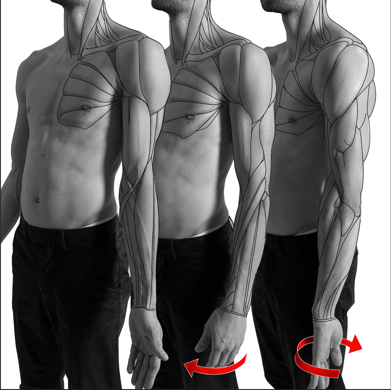 Bony landmarks of the arm | Anatomy For Sculptors