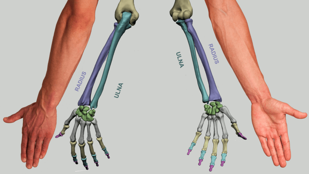 orientation of the bones of the forearm bony landmarks of the arm anatomy for sculptors