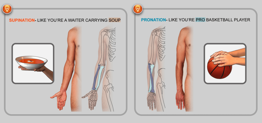 pronation and supination of the forearm tips bony landmarks of the arm anatomy for sculptors