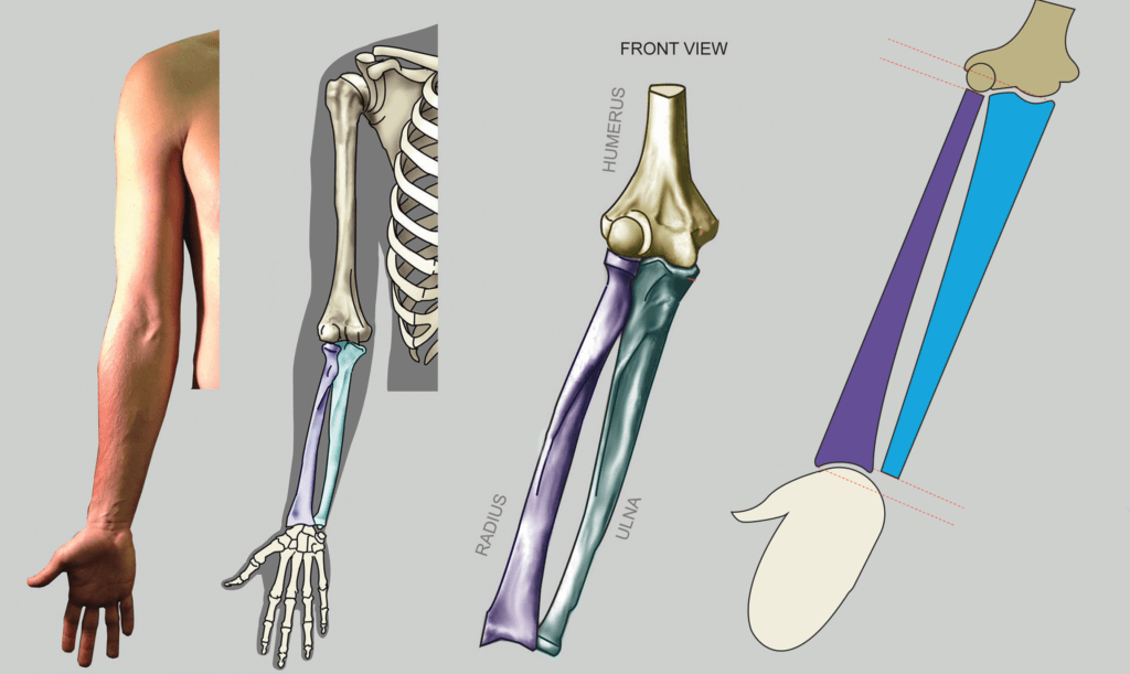 radius and ulna are almost the same size bony landmarks of the arm anatomy for sculptors