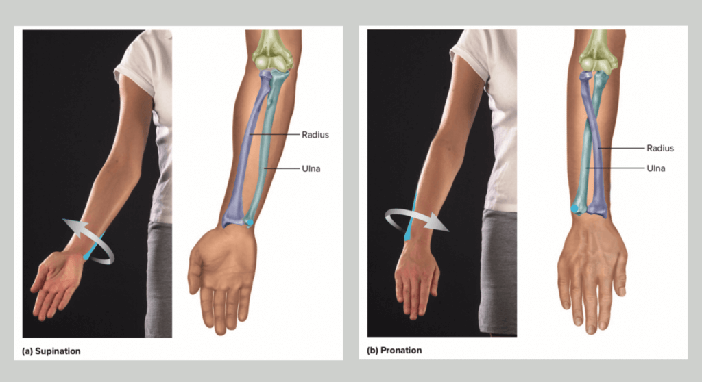 radius et cubitus lors de la supination et de la pronation repères osseux de l'anatomie du bras pour les sculpteurs