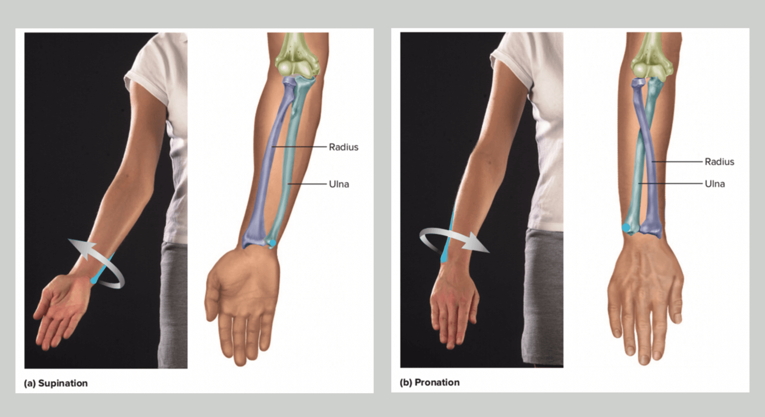 Bony landmarks of the arm | Anatomy For Sculptors