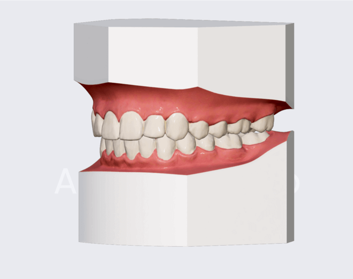 Realistic human 3D model hair and teeth anatomy app teeth anatomy for sculptors