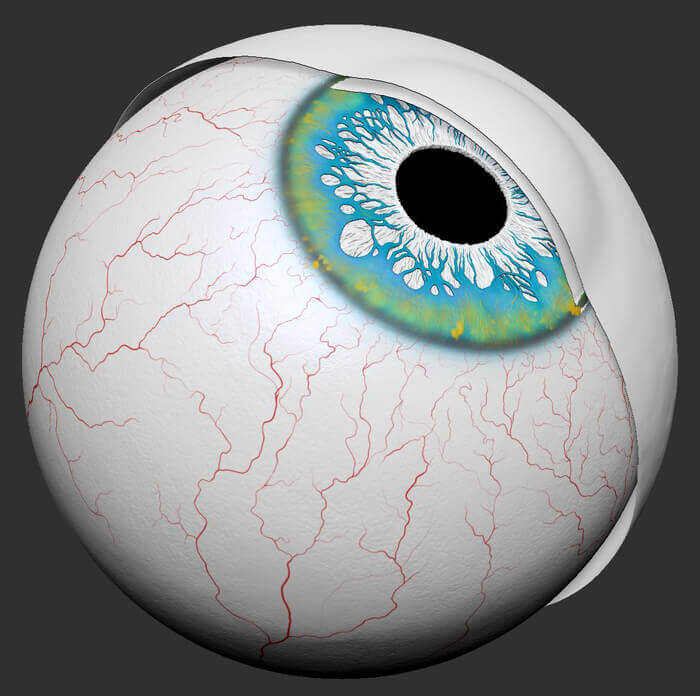 Realistic human 3D model the eye sculpt with polypaint sketch 2 anatomy for sculptors