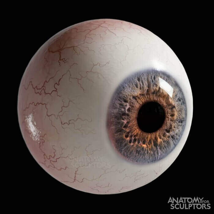 realistic human 3D model eye anatomy for sculptors